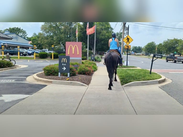 Percheron Mix Gelding 6 years 16,1 hh Black in Tuscarora, MD
