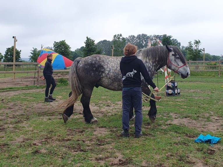 Percheron Mix Gelding 6 years 16,1 hh Grey-Dapple in Demen