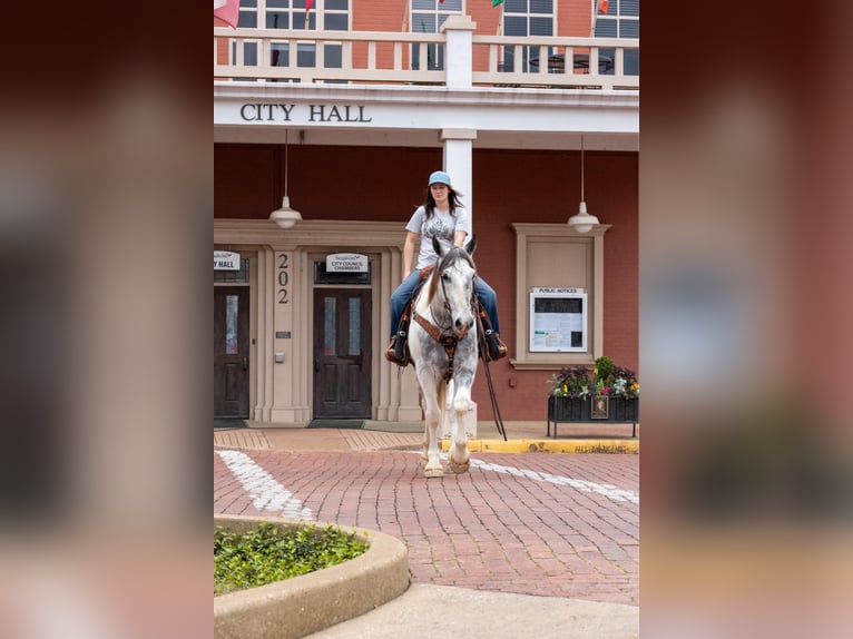 Percheron Gelding 6 years 16,1 hh Grey in Rusk tx