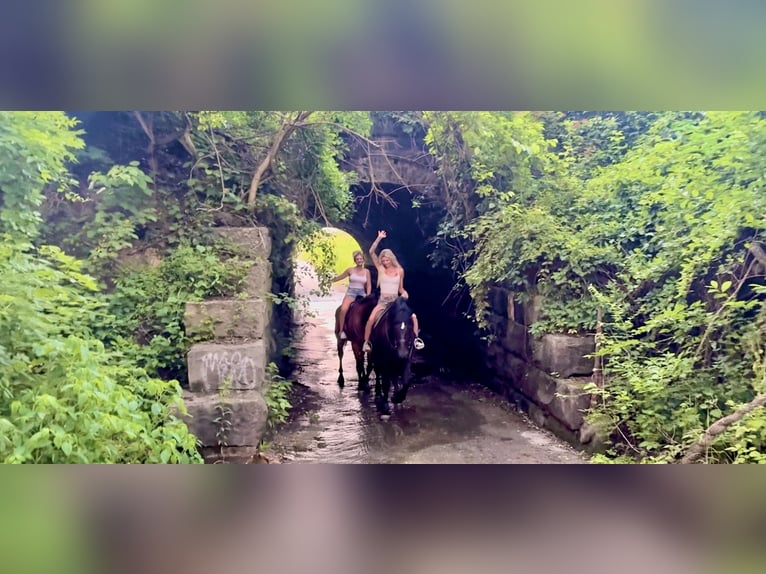 Percheron Mix Gelding 6 years 16,2 hh Black in Gap