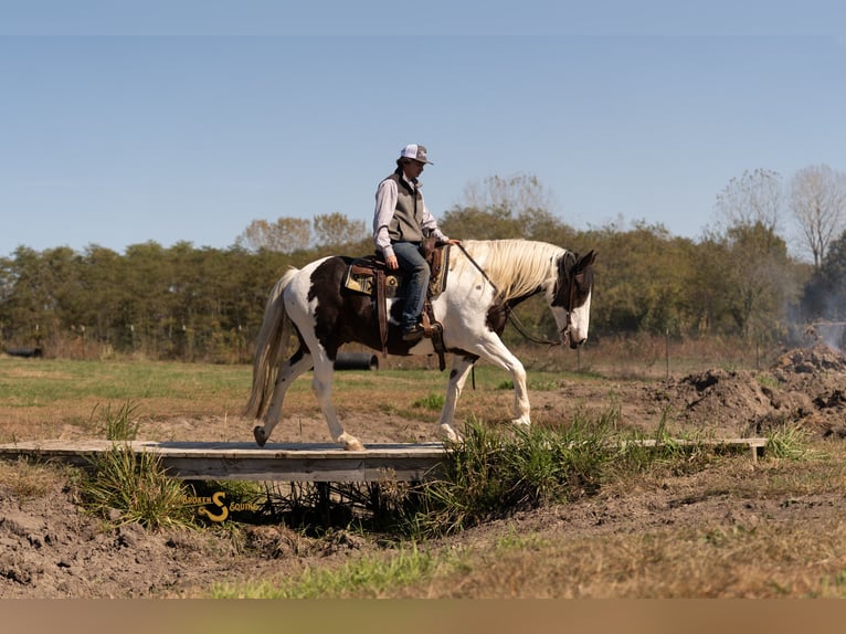 Percheron Mix Gelding 6 years 16,2 hh Pinto in Bogard