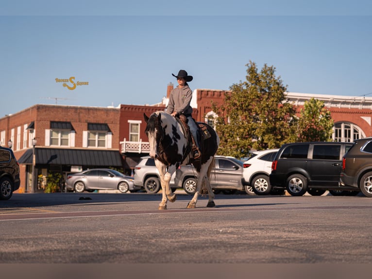 Percheron Mix Gelding 6 years 16,2 hh Pinto in Bogard