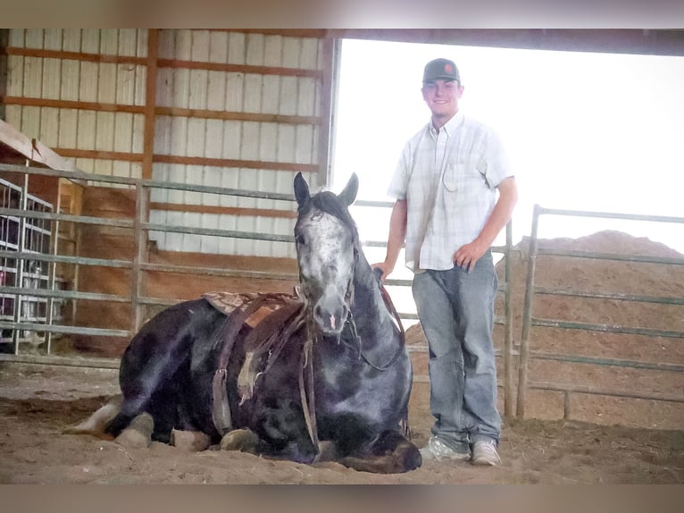 Percheron Gelding 6 years 16,3 hh Grey-Dapple in FLemingsburg Ky