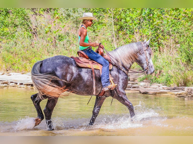 Percheron Gelding 6 years 16,3 hh Grey-Dapple in FLemingsburg Ky