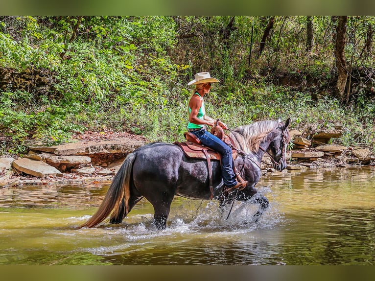 Percheron Gelding 6 years 16,3 hh Grey-Dapple in FLemingsburg Ky