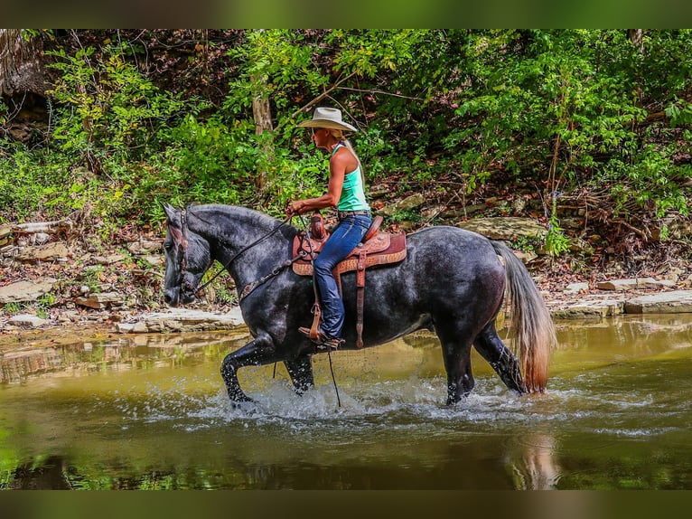 Percheron Gelding 6 years 16,3 hh Grey-Dapple in FLemingsburg Ky