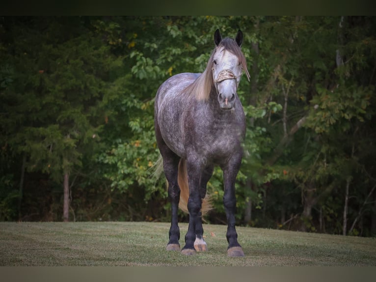 Percheron Gelding 6 years 16,3 hh Grey-Dapple in FLemingsburg Ky