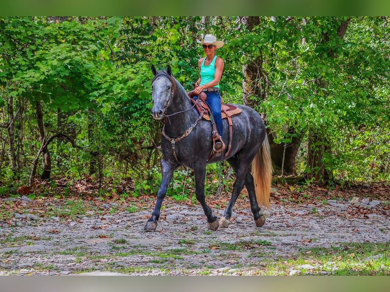 Percheron Gelding 6 years 16,3 hh Grey-Dapple in FLemingsburg Ky