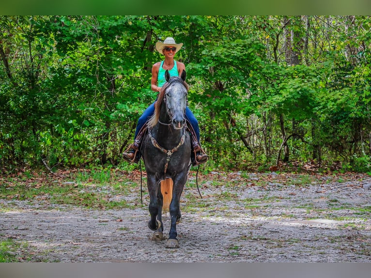 Percheron Gelding 6 years 16,3 hh Grey-Dapple in FLemingsburg Ky