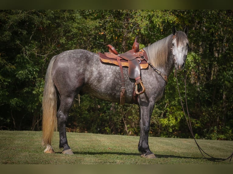 Percheron Gelding 6 years 16,3 hh Grey-Dapple in FLemingsburg Ky