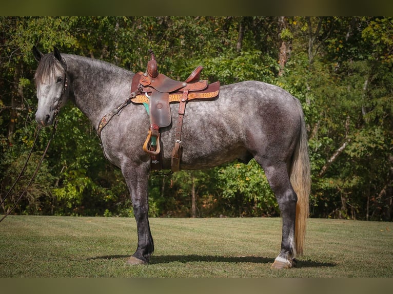 Percheron Gelding 6 years 16,3 hh Grey-Dapple in FLemingsburg Ky