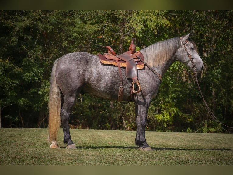 Percheron Gelding 6 years 16,3 hh Grey-Dapple in FLemingsburg Ky