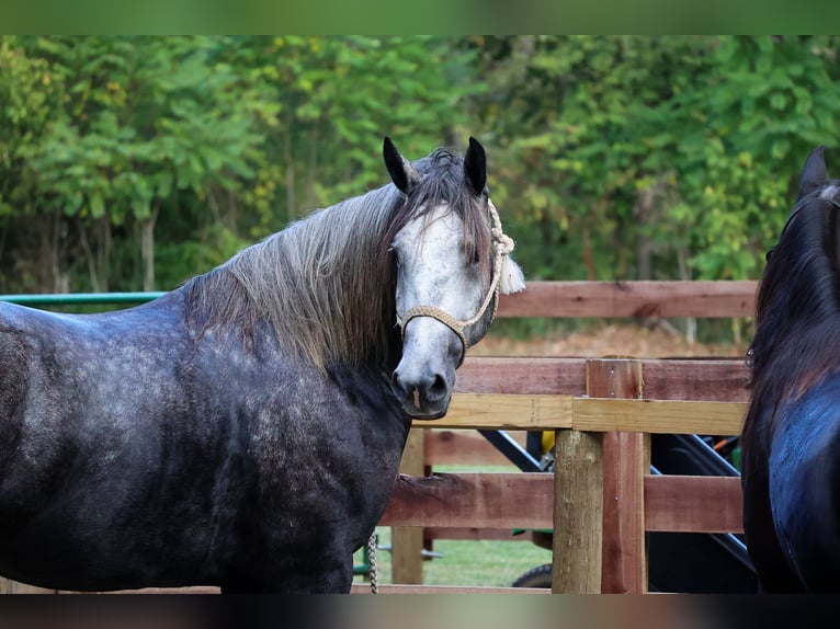 Percheron Gelding 6 years 16,3 hh Grey-Dapple in FLemingsburg Ky