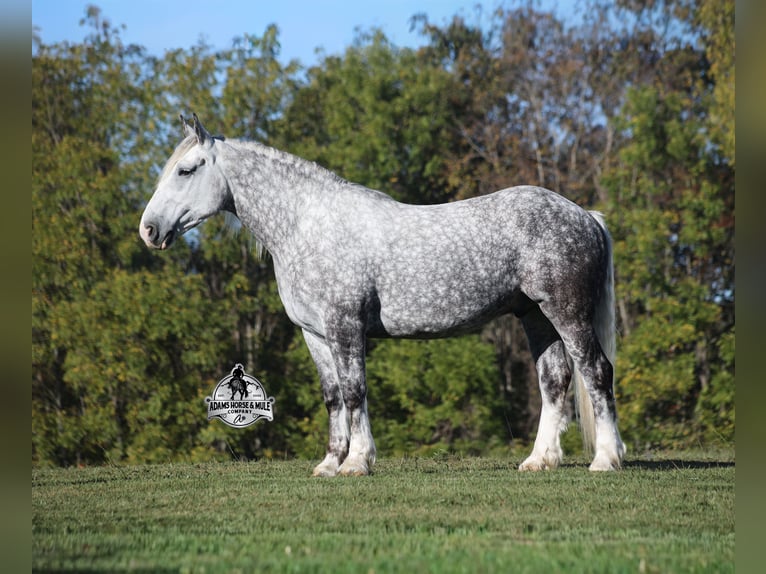 Percheron Gelding 6 years 16,3 hh Grey-Dapple in Mount Vernon