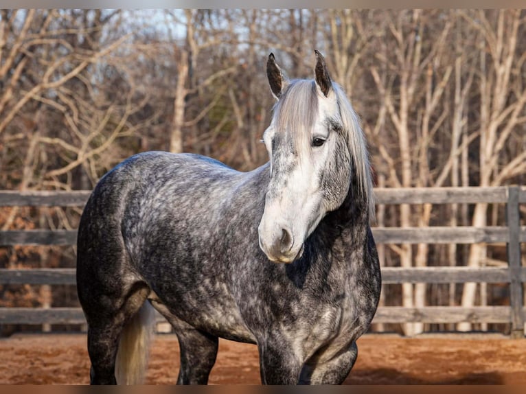 Percheron Mix Gelding 6 years 16,3 hh Grey in Clover