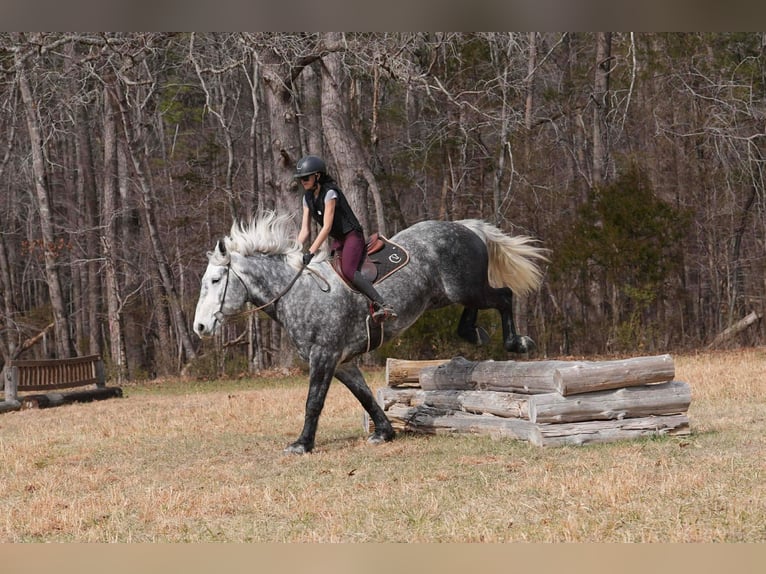 Percheron Mix Gelding 6 years 16,3 hh Grey in Clover