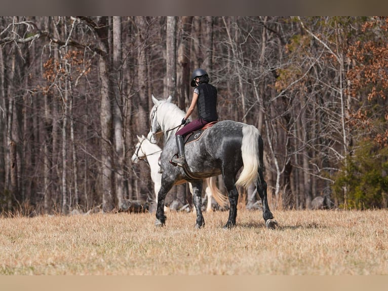 Percheron Mix Gelding 6 years 16,3 hh Grey in Clover