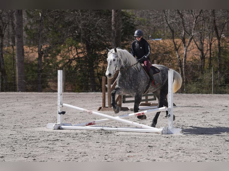 Percheron Mix Gelding 6 years 16,3 hh Grey in Clover