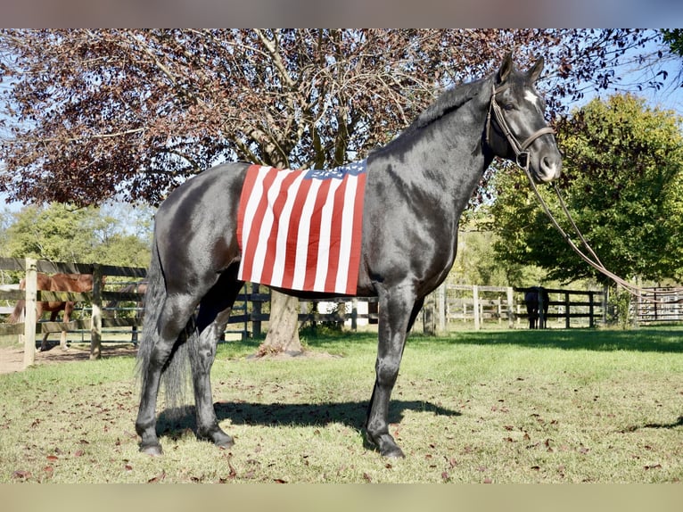 Percheron Mix Gelding 6 years 17,1 hh Black in Tuscarora