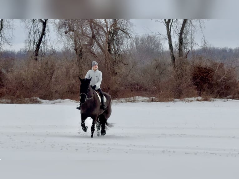 Percheron Mix Gelding 6 years 17.1 hh Black in Gap