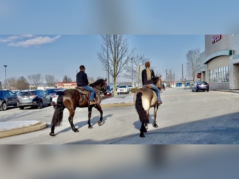 Percheron Mix Gelding 6 years 17.1 hh Black in Gap