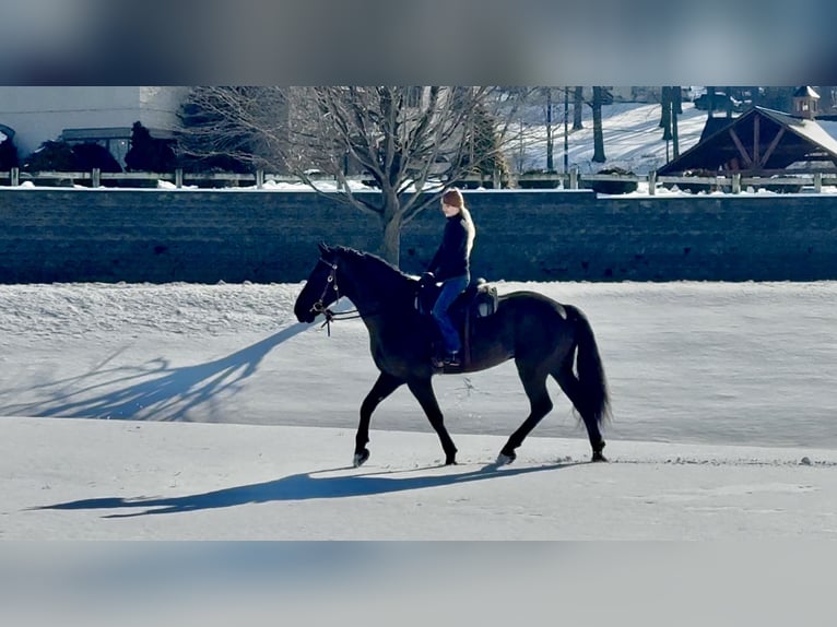 Percheron Mix Gelding 6 years 17.1 hh Black in Gap