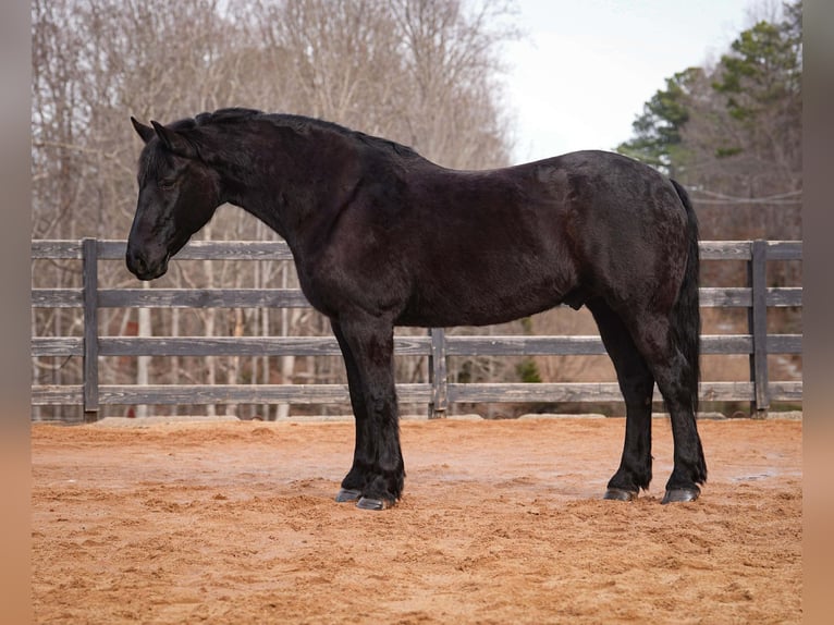 Percheron Mix Gelding 6 years 17 hh Black in Clover