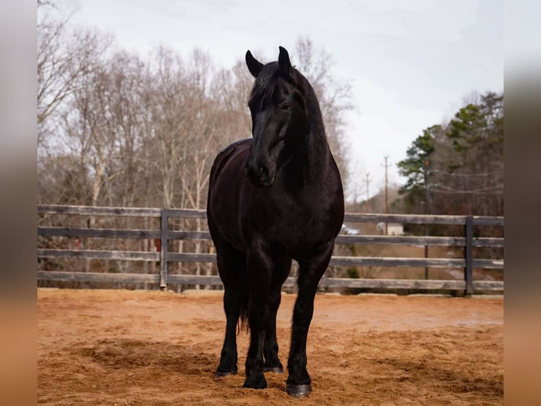 Percheron Mix Gelding 6 years 17 hh Black in Clover