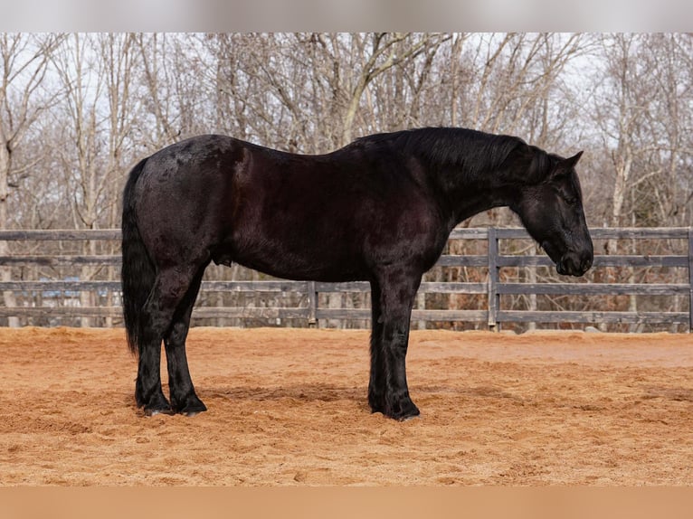 Percheron Mix Gelding 6 years 17 hh Black in Clover