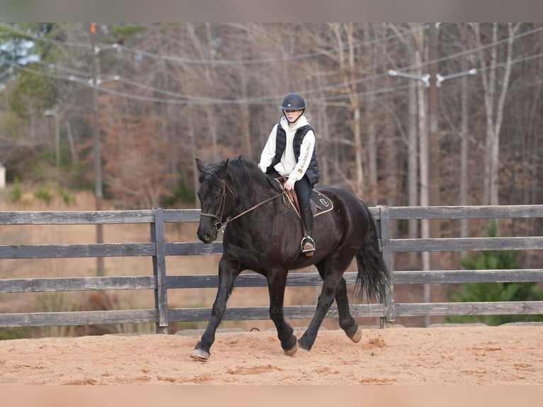 Percheron Mix Gelding 6 years 17 hh Black in Clover