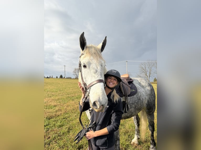 Percheron Mix Gelding 6 years 17 hh Grey in Gap