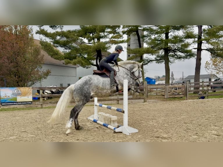 Percheron Mix Gelding 6 years 17 hh Grey in Gap