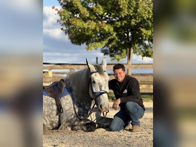 Percheron Mix Gelding 6 years 17 hh Grey in Gap