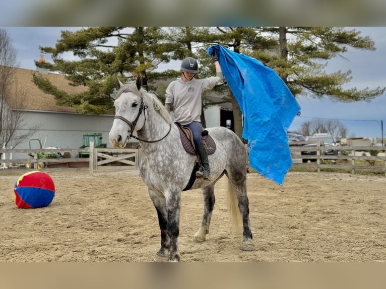 Percheron Mix Gelding 6 years 17 hh Grey in Gap