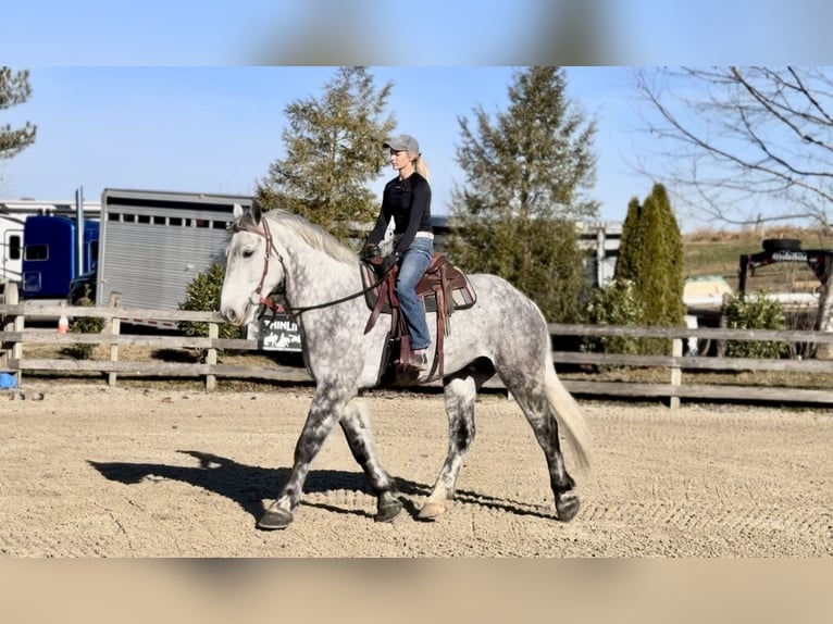 Percheron Mix Gelding 6 years 17 hh Grey in Gap