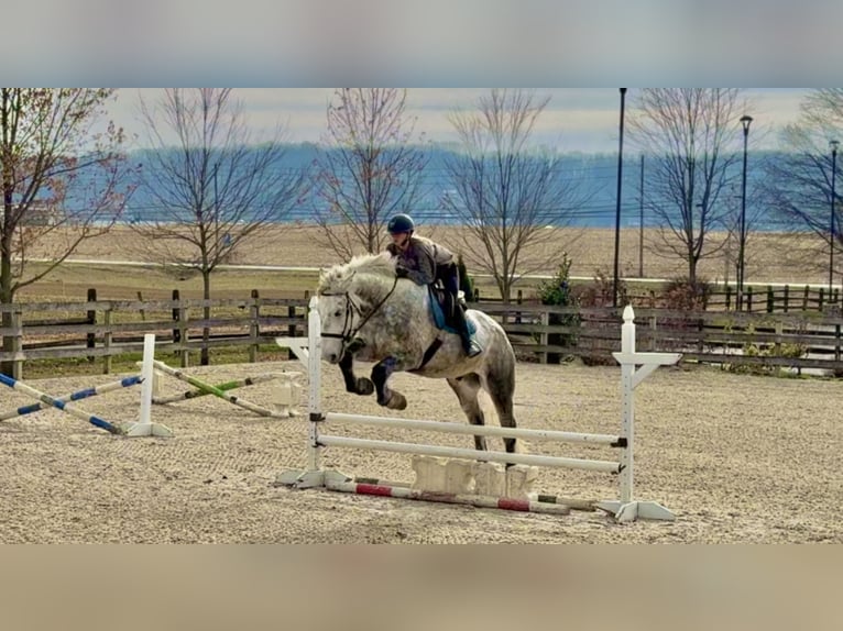 Percheron Mix Gelding 6 years 17 hh Grey in Gap