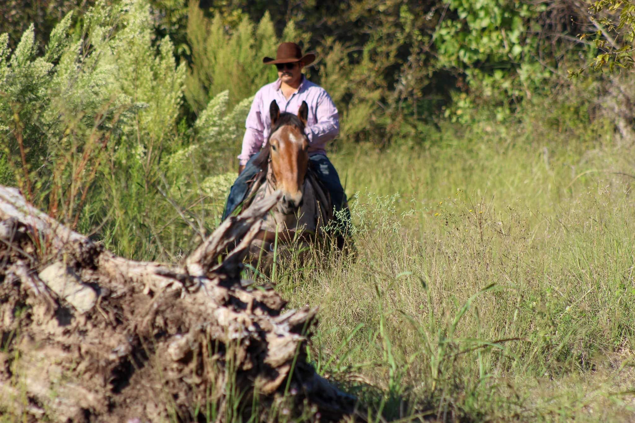 Percheron Gelding 6 years 17 hh Roan-Bay in Stephenville TX