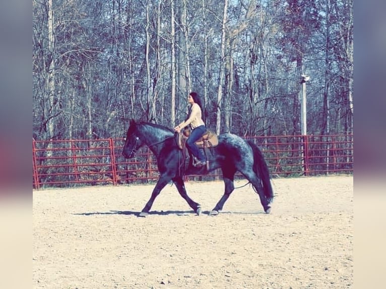 Percheron Gelding 6 years 17 hh Roan-Blue in Bloomington IN