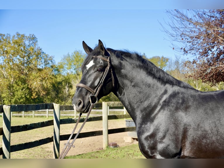 Percheron Mix Gelding 6 years 17,1 hh Black in Tuscarora