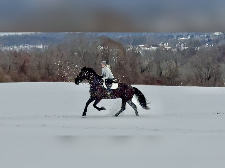 Percheron Mix Gelding 6 years 17,1 hh Black in Gap