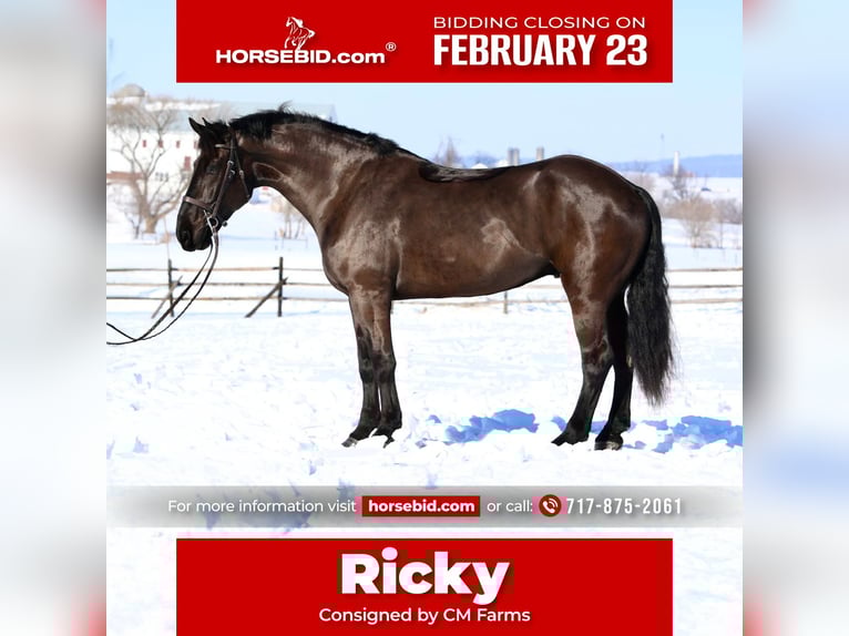 Percheron Mix Gelding 6 years 17,1 hh Black in Gap