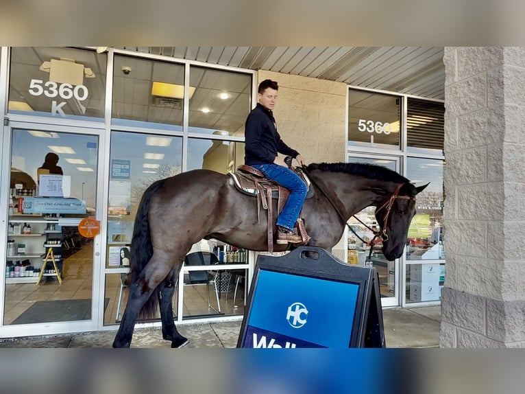 Percheron Mix Gelding 6 years 17,1 hh Black in Gap