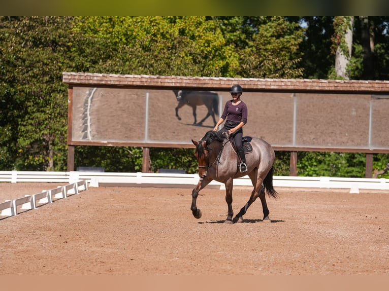 Percheron Mix Gelding 6 years 17,1 hh Roan-Bay in Clover, SC