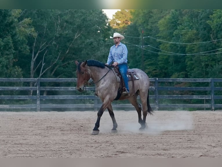Percheron Mix Gelding 6 years 17,1 hh Roan-Bay in Clover, SC