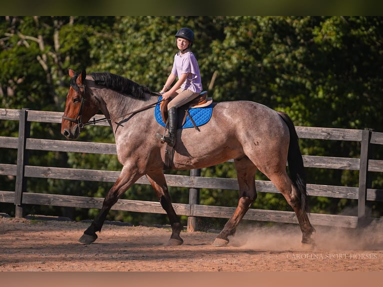 Percheron Mix Gelding 6 years 17,1 hh Roan-Bay in Clover, SC