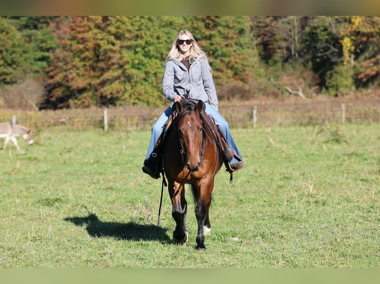 Percheron Mix Gelding 6 years Bay in Beaver Springs