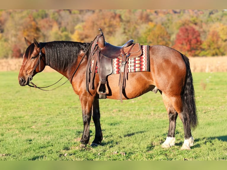 Percheron Mix Gelding 6 years Bay in Beaver Springs