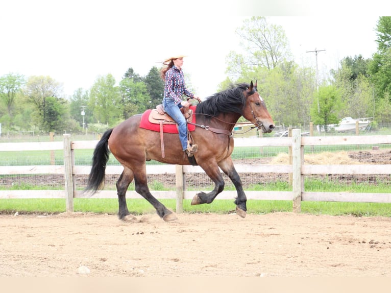 Percheron Gelding 6 years Bay in Howell MI