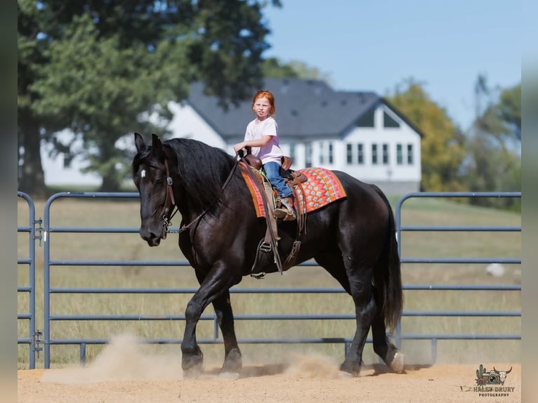 Percheron Gelding 6 years Black in Auburn