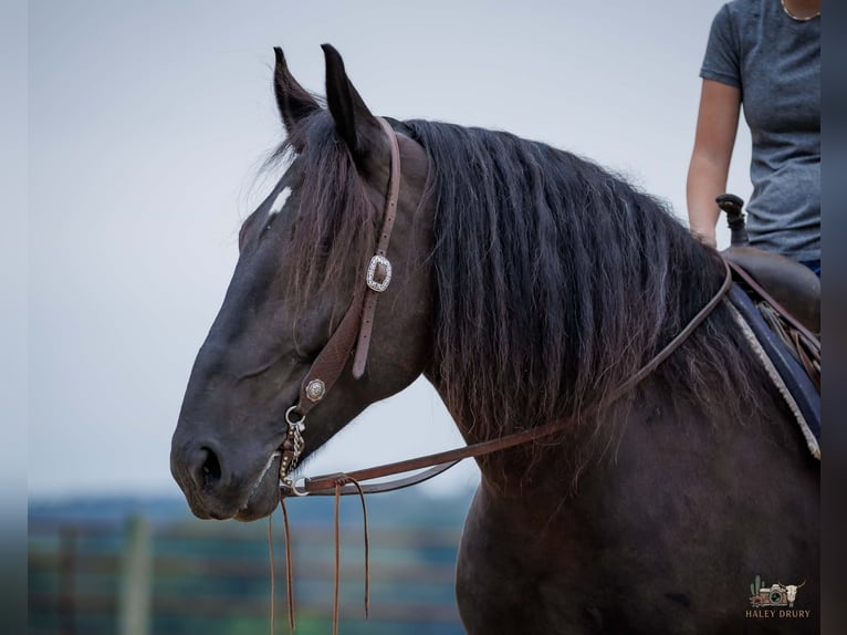 Percheron Gelding 6 years Black in Auburn